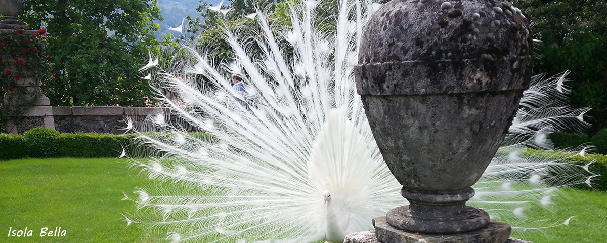 Stresa Travel Lake Maggiore Borromean Islands Isola Bella