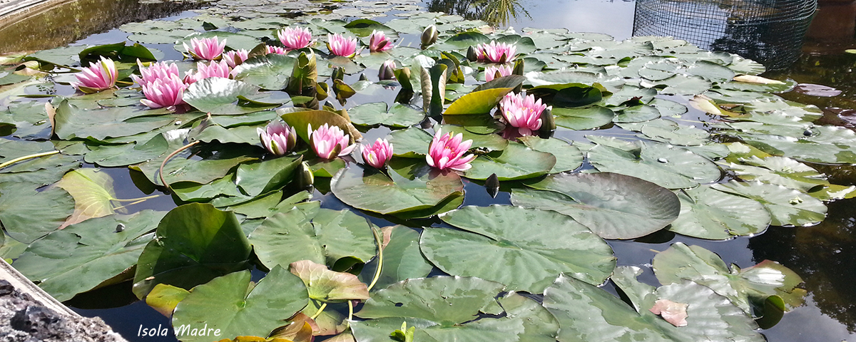 Stresa Travel Lake Maggiore Group Garden Tours